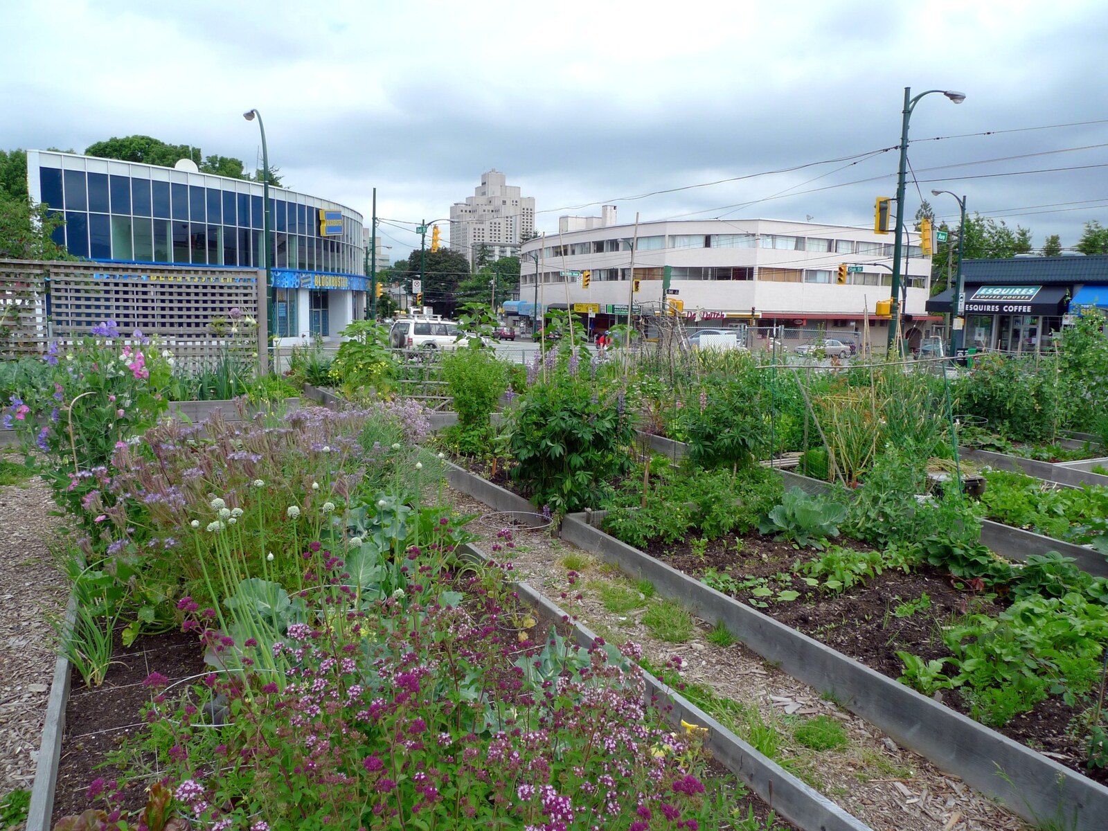 Raised garden beds filled with vegetables and flowers at 16 Oaks Community Garden in Vancouver