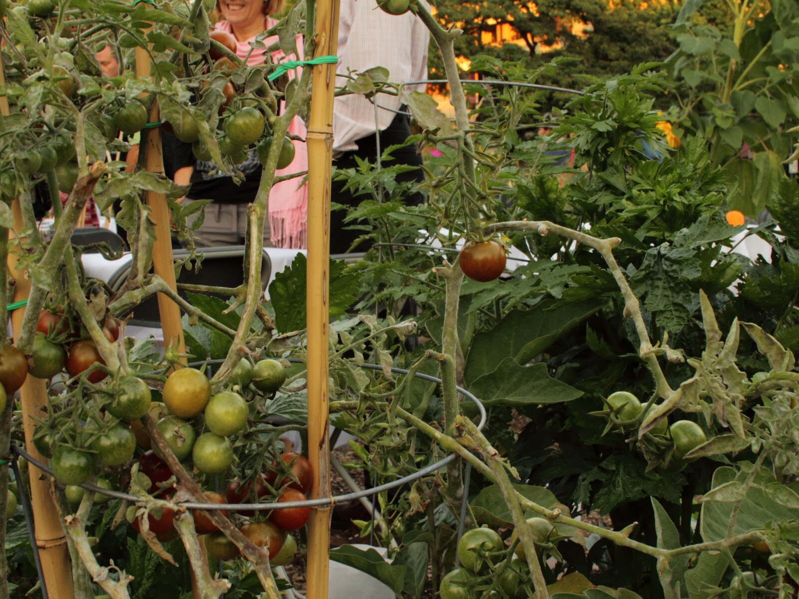 Tomatoes ripening on vines at Davie Community Garden in Vancouver